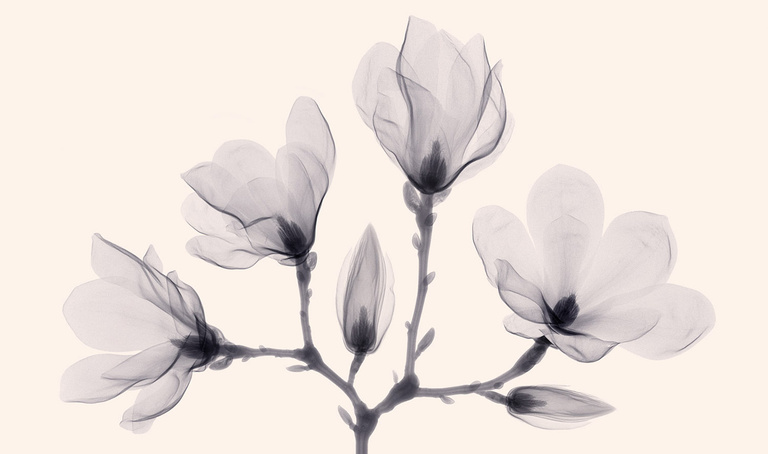 Complice -  Magnolie_4.jpg